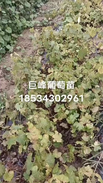 出售早熟巨峰葡萄苗。药用连翘苗，科研五号优质种苗，2/5年苗，药用连翘树，挂果树，全国包邮到家！财富密码18534302961