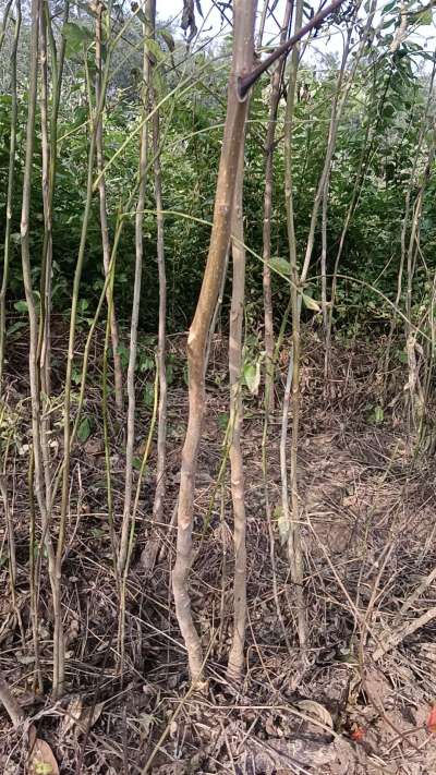 出售臭椿苗，巨峰葡萄苗。药用连翘苗，科研五号优质种苗，2/5年苗，药用连翘树，挂果树，全国包邮到家！财富密码18534302961