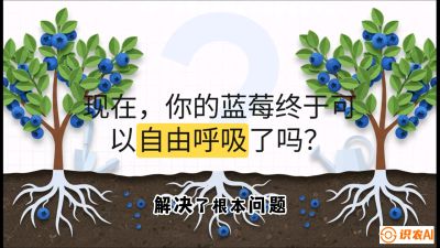 第3节：别把树&ldquo;憋死&rdquo;&mdash;&mdash;正确的定植与换盆手法,   课程：《蓝莓&ldquo;高产&rdquo;实战课：从选苗到丰收的10个关键点》