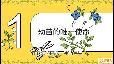第6节：修剪决定产量（上）&mdash;&mdash;幼苗期与生长期修剪， 课程：《蓝莓&ldquo;高产&rdquo;实战课：从选苗到丰收的10个关键点》