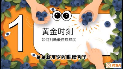 第10节：完美的&ldquo;果粉&rdquo;&mdash;&mdash;采摘时机与保鲜， 课程：《蓝莓&ldquo;高产&rdquo;实战课：从选苗到丰收的10个关键点》
