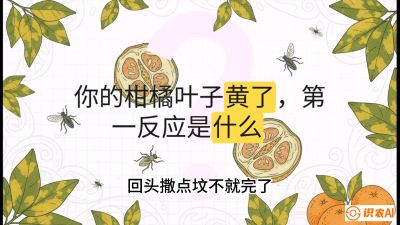 第一节：保命生死线&mdash;&mdash;黄龙病与木虱，课程：《柑橘十大病虫害：从入门到精通》