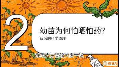 第02节：幼树管理&mdash;&mdash;&ldquo;防晒又防草，树势起得早&rdquo;，课程：《槟榔种植：从不懂到精通的10堂必修课》