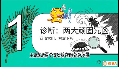 第06节：顽固虫害防治&mdash;&mdash;&ldquo;钻心虫与红蜘蛛，打准时间才服输&rdquo;《槟榔种植：从不懂到精通的10堂必修课》