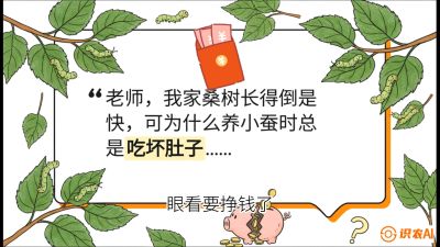 第01节：不仅仅是树&mdash;&mdash;顶级品种选配策略，课程：《桑海淘金：桑树高产与蚕桑安全进阶实战课》