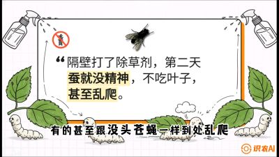 第05节：养蚕人的&ldquo;排雷战&rdquo;&mdash;&mdash;除草剂的生死禁忌，课程：《桑海淘金：桑树高产与蚕桑安全进阶实战课》