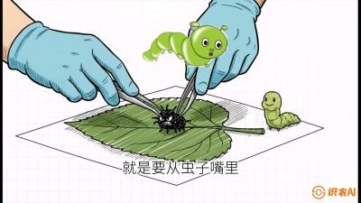 第07节：虫口夺叶（下）&mdash;&mdash;不得不打药时的&ldquo;解毒术&rdquo;，课程：《桑海淘金：桑树高产与蚕桑安全进阶实战课》