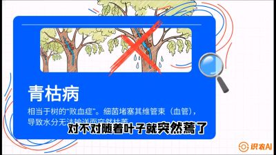 第08节：看不见的杀手&mdash;&mdash;青枯病与萎缩病，课程：《桑海淘金：桑树高产与蚕桑安全进阶实战课》