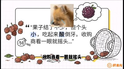 第10节：甜蜜的科学&mdash;&mdash;膨大、增甜与转色，课程：《桑海淘金：桑树高产与蚕桑安全进阶实战课》