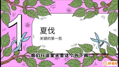 第11节：叶果双收&mdash;&mdash;特殊的夏伐与冬伐，课程：《桑海淘金：桑树高产与蚕桑安全进阶实战课》