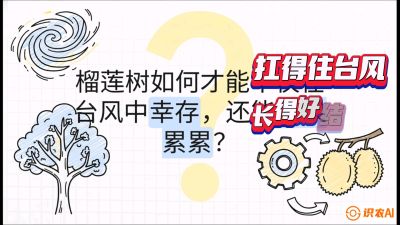 第四节：中国榴莲突围战：为生存重塑权型，抗台风矮化栽培与力学牵引，课程：《国产榴莲突围战：从泰国经验到中国实操的8堂必修课（高阶实战版）》