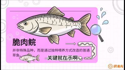 第六节：【老品升级&middot;脆肉鲩】如何让草鱼身价翻倍？，课程：《黄金鳞甲：2025中国淡水鱼高效养殖实战营》