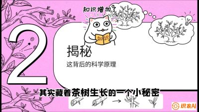第04节（修剪篇）：树势复活术：从&ldquo;越剪越弱&rdquo;到&ldquo;枝繁叶茂&rdquo;的能量管理与夏秋茶逆袭，课程：《茶金时代：从&ldquo;看天吃饭&rdquo;到&ldquo;精准控局&rdquo;的茶叶高产提质实战课》