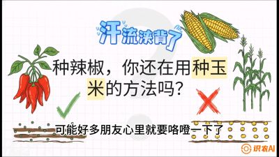 第1节：【品种定江山】工业辣椒vs小米辣：底肥公式与密度陷阱的&ldquo;百万生意经&rdquo;，课程：《辣椒种植实战特训营，从工业辣椒到精品小米辣，教你如何把&ldquo;草&rdquo;种成&ldquo;金&rdquo;》