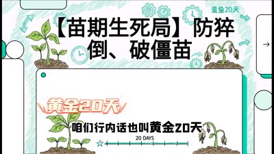 第2节：【苗期生死局】防猝倒、破僵苗，决定后期产量的&ldquo;黄金20天&rdquo;，课程：《辣椒种植实战特训营，从工业辣椒到精品小米辣，教你如何把&ldquo;草&rdquo;种成&ldquo;金&rdquo;》