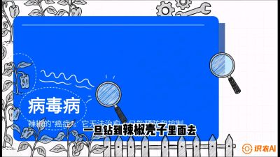 第5节：【病毒病阻击】辣椒的&ldquo;癌症&rdquo;怎么治？从&ldquo;绝收恐慌&rdquo;到&ldquo;带毒生产&rdquo;的逆转术，课程：《辣椒种植实战特训营，从工业辣椒到精品小米辣，教你如何把&ldquo;草&rdquo;种成&ldquo;金&rdquo;》