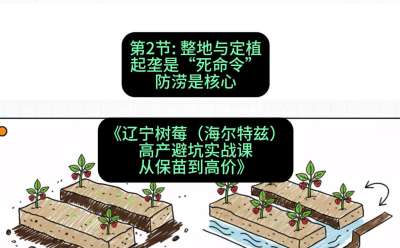 第二节： 整地与定植&mdash;&mdash;起垄是&ldquo;死命令&rdquo;，防涝是核心，课程：《辽宁树莓（海尔特兹）高产避坑实战课：从保苗到高价》