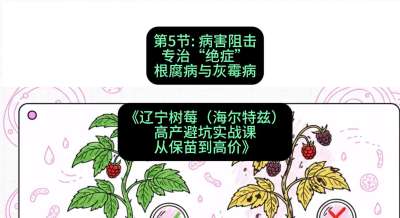 第五节： 病害阻击&mdash;&mdash;专治&ldquo;绝症&rdquo;根腐病与灰霉病，课程：《辽宁树莓（海尔特兹）高产避坑实战课：从保苗到高价》