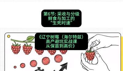 第六节： 采收与分级&mdash;&mdash;鲜食与加工的&ldquo;生死时速&rdquo;，课程：《辽宁树莓（海尔特兹）高产避坑实战课：从保苗到高价》