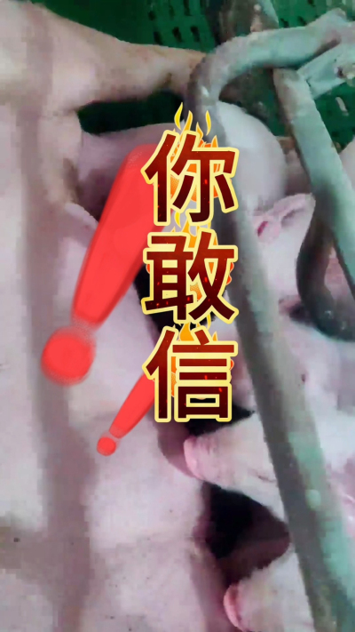 小猪抢不到奶，干瘦不长肉？成活率总上不去？😭
自从用上南商农科这款仔猪补奶机，再也没这烦恼！
✅ 一键设置下料参数，新手也能上手
✅ 恒温补奶，小猪抢着喝，长势超均匀
从车间精工组装到猪场落地使用，每