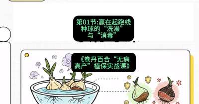 第01节：赢在起跑线&mdash;&mdash;种球的&ldquo;洗澡&rdquo;与&ldquo;消毒&rdquo;，课程：《卷丹百合&ldquo;无病高产&rdquo;植保实战课》#识农AI