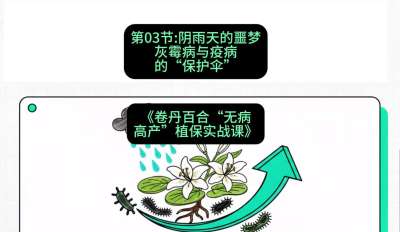第03节：阴雨天的噩梦&mdash;&mdash;灰霉病与疫病的&ldquo;保护伞&rdquo;，课程：《卷丹百合&ldquo;无病高产&rdquo;植保实战课》#识农AI