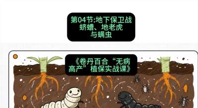 第04节：地下保卫战&mdash;&mdash;蛴螬、地老虎与螨虫 ，课程：《卷丹百合&ldquo;无病高产&rdquo;植保实战课》#识农AI