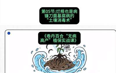第05节：烂根也是病&mdash;&mdash;镰刀菌基腐病的&ldquo;土壤消毒术&rdquo; ，课程：《卷丹百合&ldquo;无病高产&rdquo;植保实战课》#识农AI