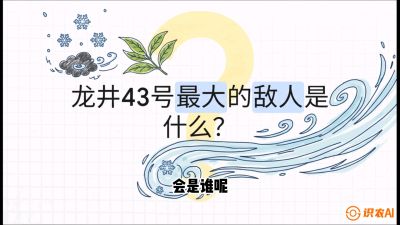 第04节：龙井双璧&mdash;&mdash;龙井43与群体种的差异化护养（重点），课程：《茗茶卫士&mdash;&mdash;茶叶病虫害绿色防控实战课》#识农AI