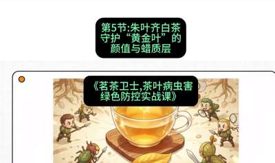 第05节：朱叶齐白茶&mdash;&mdash;守护&ldquo;黄金叶&rdquo;的颜值与蜡质层（重点），课程：《茗茶卫士&mdash;&mdash;茶叶病虫害绿色防控实战课》#识农AI
