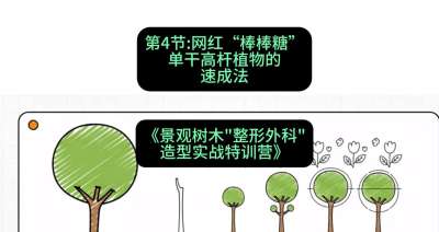 第04节：网红&ldquo;棒棒糖&rdquo;&mdash;&mdash;单干高杆植物的速成法，课程：《景观树木&ldquo;整形外科&rdquo;造型实战特训营》#识农AI
