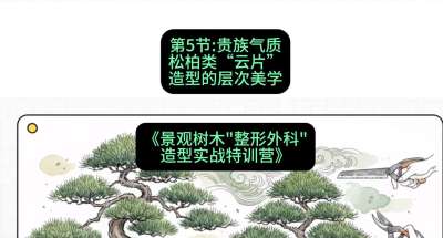 第05节：贵族气质&mdash;&mdash;松柏类&ldquo;云片&rdquo;造型的层次美学，课程：《景观树木&ldquo;整形外科&rdquo;造型实战特训营》#识农AI