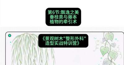 第06节：飘逸之美&mdash;&mdash;垂枝类与藤本植物的牵引术，课程：《景观树木&ldquo;整形外科&rdquo;造型实战特训营》#识农AI