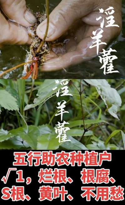 177，1907，0725，V 同号
1  老乡们！种淫羊藿不用乱买肥，咱这款专用肥，针对淫羊藿习性配的，壮苗防烂根，采收多卖钱，用过都回头！
2  咱种淫羊藿图的就是省心高产！专用肥薄肥勤施，苗不烧