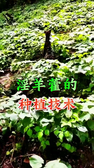 揭秘&ldquo;仙草&rdquo;淫羊藿的种植密码！耐严寒耐贫瘠，林下套种不占耕地，管理简单还能套种其他作物，一亩地的投入两亩地的收益～ 想返乡创业的赶紧码住！ #淫羊藿种植技术 #返乡创业项目 #药材种植指南 #农业新风