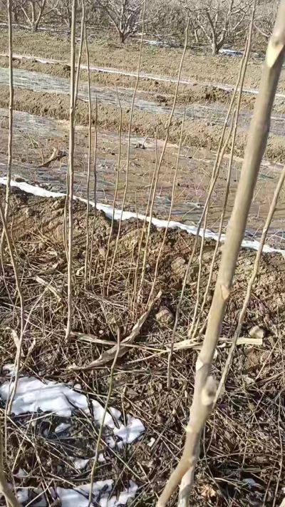 臭椿苗，一年苗，需要联系我，全国包邮到家。18534302961
