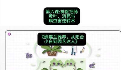 第六节：神医把脉：黄叶、消苞与病虫害逆转术，课程：《蝴蝶兰雅养六讲：从阳台小白到园艺达人》#识农AI