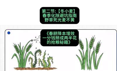 第二节：【冬小麦】春季化除避坑指南，野草死光麦不黄