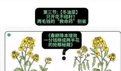 第三节：【冬油菜】只开花不结籽？两毛钱的&ldquo;救命药&rdquo;别省