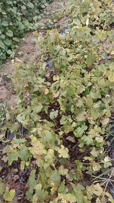 出售巨峰葡萄苗。药用连翘苗，科研五号优质种苗，2/5年苗，药用连翘树，挂果树，全国包邮到家！财富密码18534302961