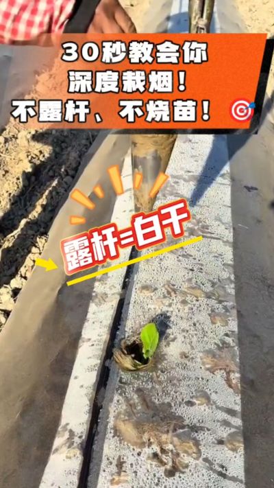 这个栽法太关键了！深栽是烤烟成活的根本，亲测有效！