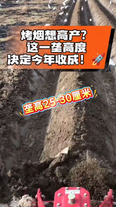 想让烤烟高产，就得从细节抓起。分享一点实打实的干货，只为帮大家少走弯路，种出好烟叶！🌱👍
