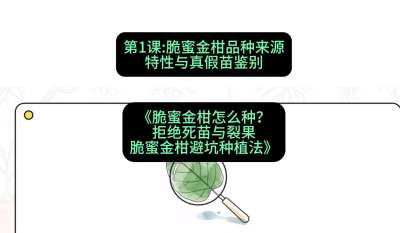 第1节：脆蜜金柑品种来源、特性与真假苗鉴别，课程：《脆蜜金柑怎么种？拒绝死苗与裂果，脆蜜金柑8步避坑种植法》#识农AI