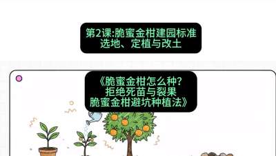 第2节：脆蜜金柑建园标准：选地、定植与改土，课程：《脆蜜金柑怎么种？拒绝死苗与裂果，脆蜜金柑8步避坑种植法》#识农AI