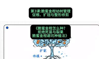 第3节：脆蜜金柑幼树管理：促根、扩冠与整形修剪，课程：《脆蜜金柑怎么种？拒绝死苗与裂果，脆蜜金柑8步避坑种植法》#识农AI