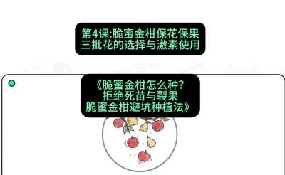 第4节：脆蜜金柑保花保果：三批花的选择与激素使用，课程：《脆蜜金柑怎么种？拒绝死苗与裂果，脆蜜金柑8步避坑种植法》#识农AI