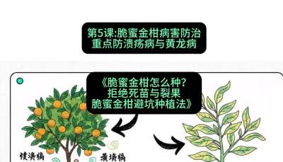第5节：脆蜜金柑病害防治：重点防溃疡病与黄龙病，课程：《脆蜜金柑怎么种？拒绝死苗与裂果，脆蜜金柑8步避坑种植法》#识农AI