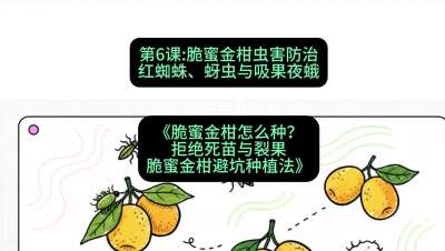 第6节：脆蜜金柑虫害防治：红蜘蛛、蚜虫与吸果夜蛾，课程：《脆蜜金柑怎么种？拒绝死苗与裂果，脆蜜金柑8步避坑种植法》#识农AI