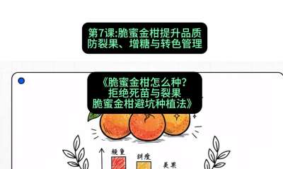 第7节：脆蜜金柑提升品质：防裂果、增糖与转色管理，课程：《脆蜜金柑怎么种？拒绝死苗与裂果，脆蜜金柑8步避坑种植法》#识农AI