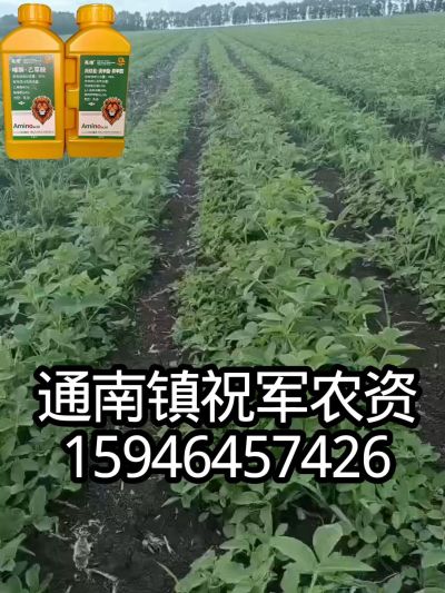 大豆苗前封闭，可封红根苋菜，灰菜，兰花菜，野豆子，捞豆秧等恶性杂草，封杀兼备的高端产品。
